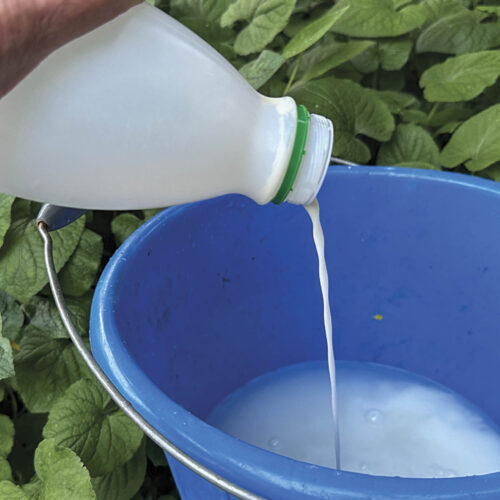 Don't throw that old milk out, you can use it on your garden.